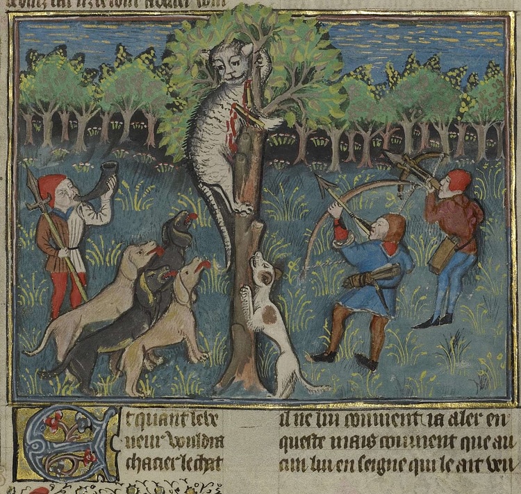 A Hunter & Dogs Attacking a Treed Wild Cat